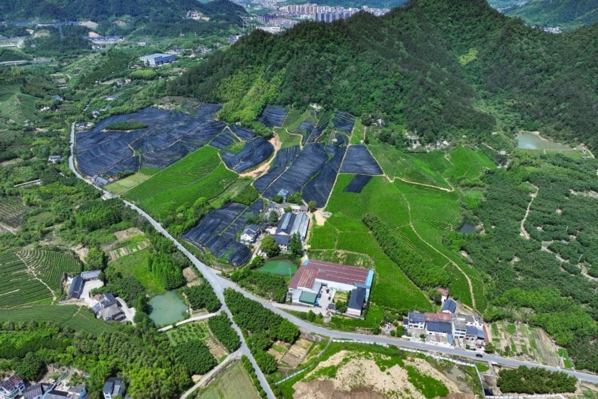 Tea fields connected with Mother Earth Matcha sourcing