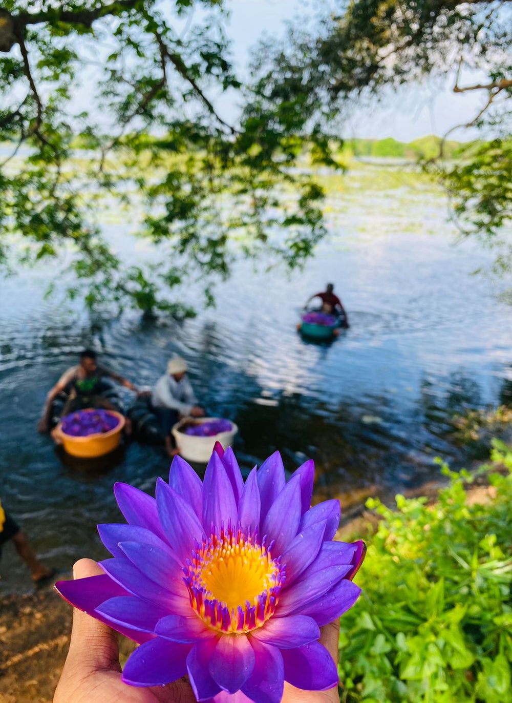 Blue Lotus vs Alcohol – a quieter choice