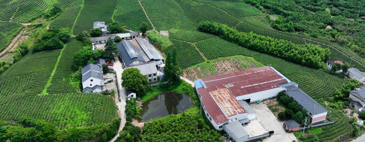 Mother Earth ceremonial grade Matcha from our tea partner family in China